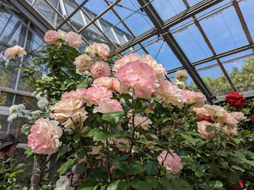 京成バラ園に投稿された画像（2023/5/6）