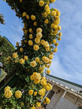 京成バラ園に投稿された画像（2023/5/6）