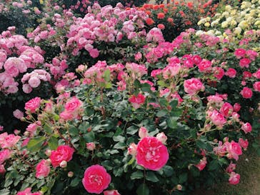 京成バラ園に投稿された画像（2023/5/6）