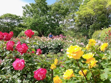 京成バラ園に投稿された画像（2023/5/6）