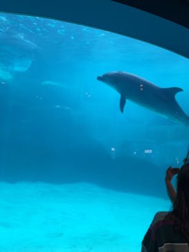 名古屋港水族館に投稿された画像（2023/5/6）