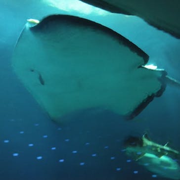 大分マリーンパレス水族館 「うみたまご」に投稿された画像（2023/5/6）