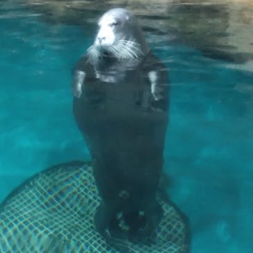大分マリーンパレス水族館 「うみたまご」に投稿された画像（2023/5/6）