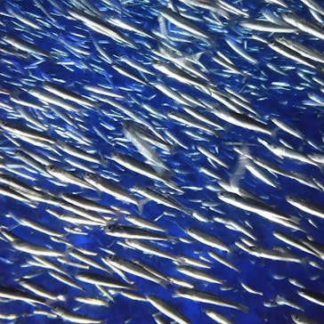 大分マリーンパレス水族館 「うみたまご」に投稿された画像（2023/5/6）