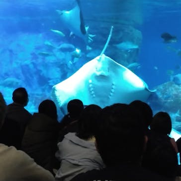 大分マリーンパレス水族館 「うみたまご」に投稿された画像（2023/5/6）