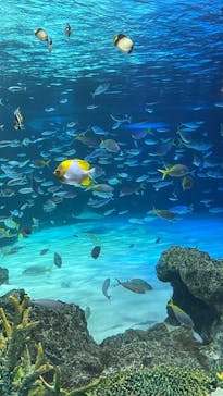 サンシャイン水族館に投稿された画像（2023/5/6）