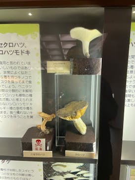 特別展「毒」に投稿された画像（2023/5/6）