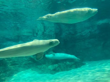名古屋港水族館に投稿された画像（2023/5/6）