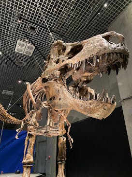 特別展「恐竜博2023」に投稿された画像（2023/5/6）