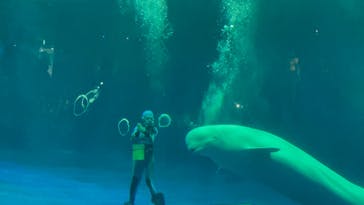 島根県立 しまね海洋館に投稿された画像（2023/5/6）