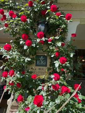 横浜イングリッシュガーデンに投稿された画像（2023/5/6）