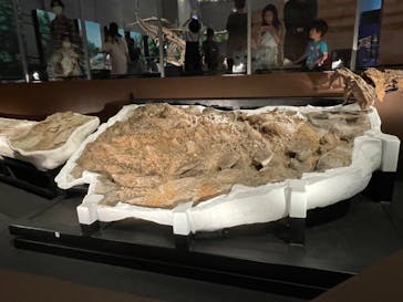 特別展「恐竜博2023」に投稿された画像（2023/5/6）