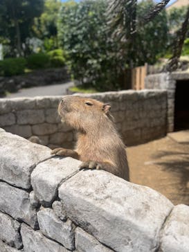 伊豆シャボテン動物公園に投稿された画像（2023/5/6）