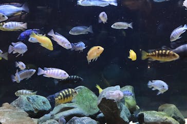 カワスイ 川崎⽔族館に投稿された画像（2023/5/6）