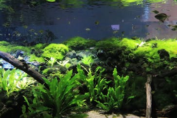 カワスイ 川崎⽔族館に投稿された画像（2023/5/6）