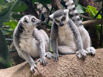 那須どうぶつ王国に投稿された画像（2023/5/6）