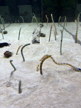 京都水族館に投稿された画像（2023/5/6）