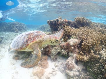 nico 宮古島に投稿された画像（2023/5/6）