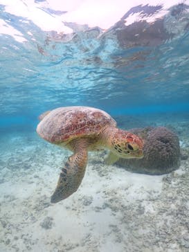 nico 宮古島に投稿された画像（2023/5/6）