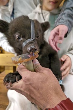 奥飛騨クマ牧場に投稿された画像（2023/5/6）