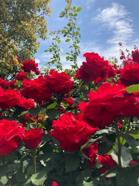 横浜イングリッシュガーデンに投稿された画像（2023/5/6）