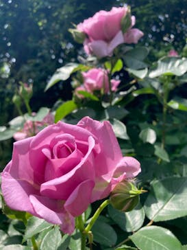 横浜イングリッシュガーデンに投稿された画像（2023/5/6）