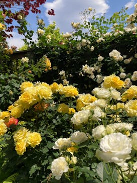 横浜イングリッシュガーデンに投稿された画像（2023/5/6）