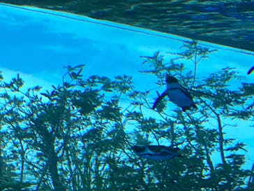 サンシャイン水族館に投稿された画像（2023/5/6）
