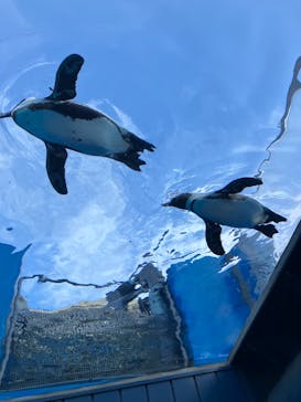 サンシャイン水族館に投稿された画像（2023/5/6）