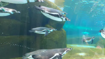 天王寺動物園に投稿された画像（2023/5/6）