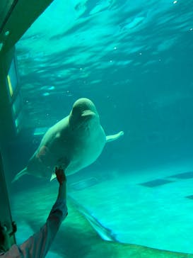 鴨川シーワールドに投稿された画像（2023/5/6）