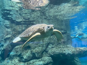 名古屋港水族館に投稿された画像（2023/5/6）