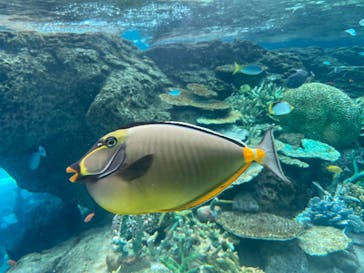名古屋港水族館に投稿された画像（2023/5/6）
