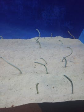 大分マリーンパレス水族館 「うみたまご」に投稿された画像（2023/5/6）