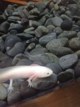 大分マリーンパレス水族館 「うみたまご」に投稿された画像（2023/5/6）