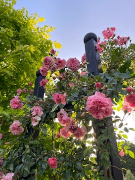 横浜イングリッシュガーデンに投稿された画像（2023/5/6）