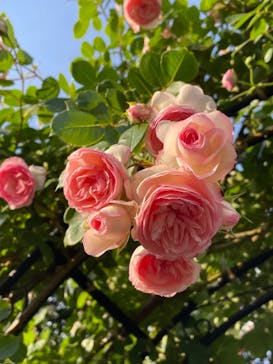 横浜イングリッシュガーデンに投稿された画像（2023/5/6）