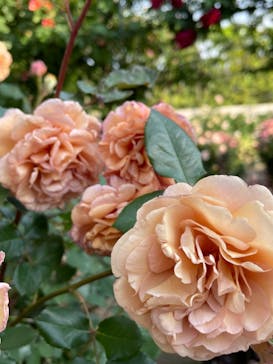 横浜イングリッシュガーデンに投稿された画像（2023/5/6）