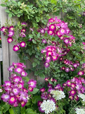 横浜イングリッシュガーデンに投稿された画像（2023/5/6）