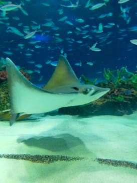 サンシャイン水族館に投稿された画像（2023/5/7）