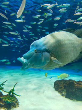 サンシャイン水族館に投稿された画像（2023/5/7）