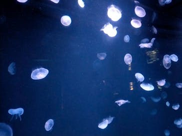 サンシャイン水族館に投稿された画像（2023/5/7）