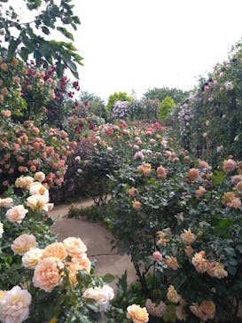 横浜イングリッシュガーデンに投稿された画像（2023/5/7）