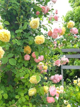 横浜イングリッシュガーデンに投稿された画像（2023/5/7）