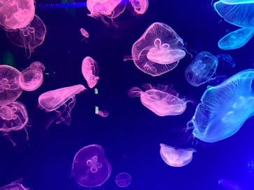 名古屋港水族館に投稿された画像（2023/5/7）