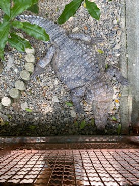 熱川バナナワニ園に投稿された画像（2023/5/7）