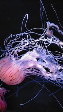 サンシャイン水族館に投稿された画像（2023/5/7）