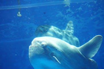 アクアワールド茨城県大洗水族館に投稿された画像（2023/5/7）