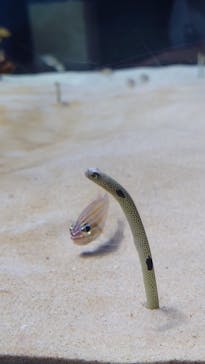 アクアワールド茨城県大洗水族館に投稿された画像（2023/5/7）