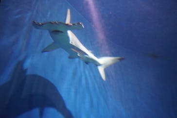 アクアワールド茨城県大洗水族館に投稿された画像（2023/5/7）